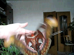 2.gif