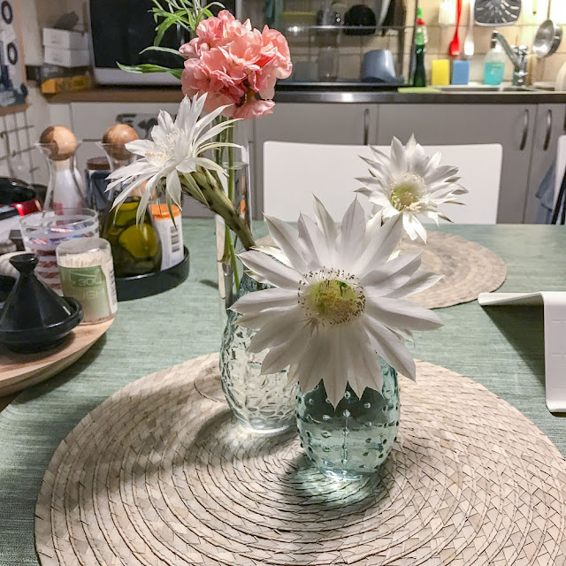 kaktusblommor kaktusblommor