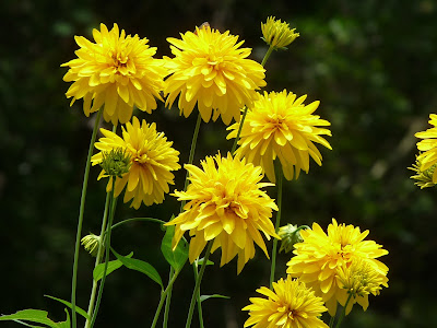 ++ 50 ++ キクイモモドキ 菊芋 の 花 256160