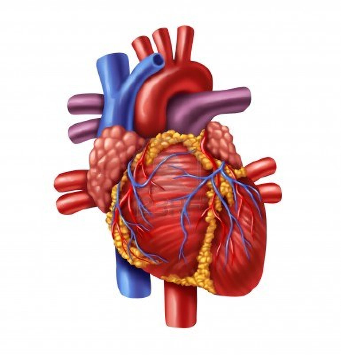 free heart anatomy clipart - photo #41
