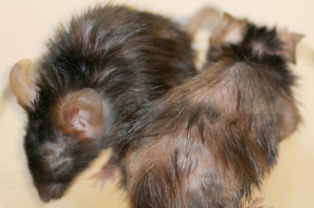 restoredmice.jpg