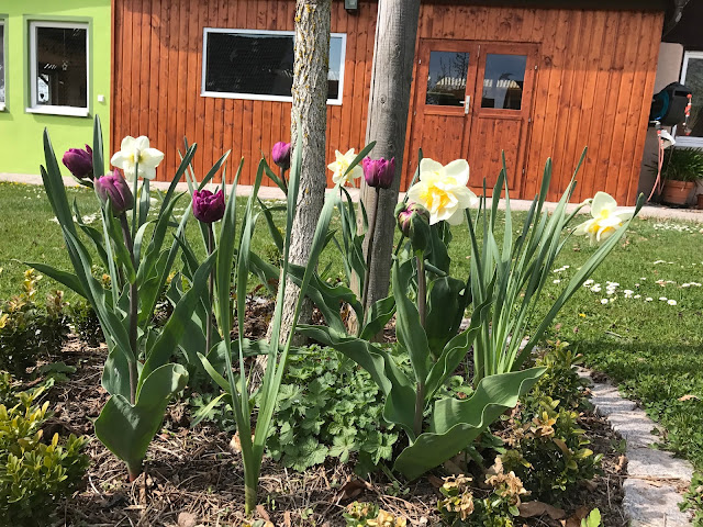 Tulpen und Narzissen unterm Hausbaum (c) by Joachim Wenk Tulpen und Narzissen unterm Hausbaum (c) by Joachim Wenk