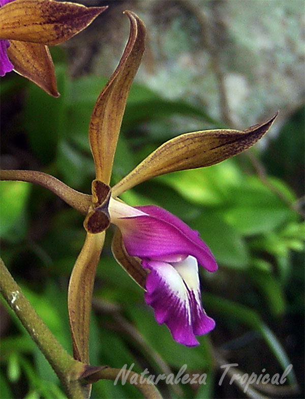 Vista lateral de la flor de la orquídea Encyclia plicata