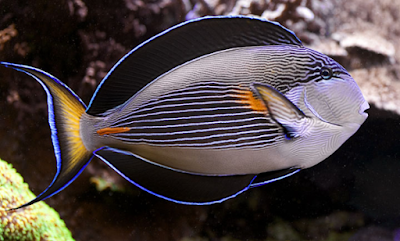 pez cirujano Acanthurus sohal pez cirujano Acanthurus sohal