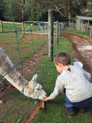 Pentland Alpaca Stud and Animal Farm Pentland Alpaca Stud and Animal Farm
