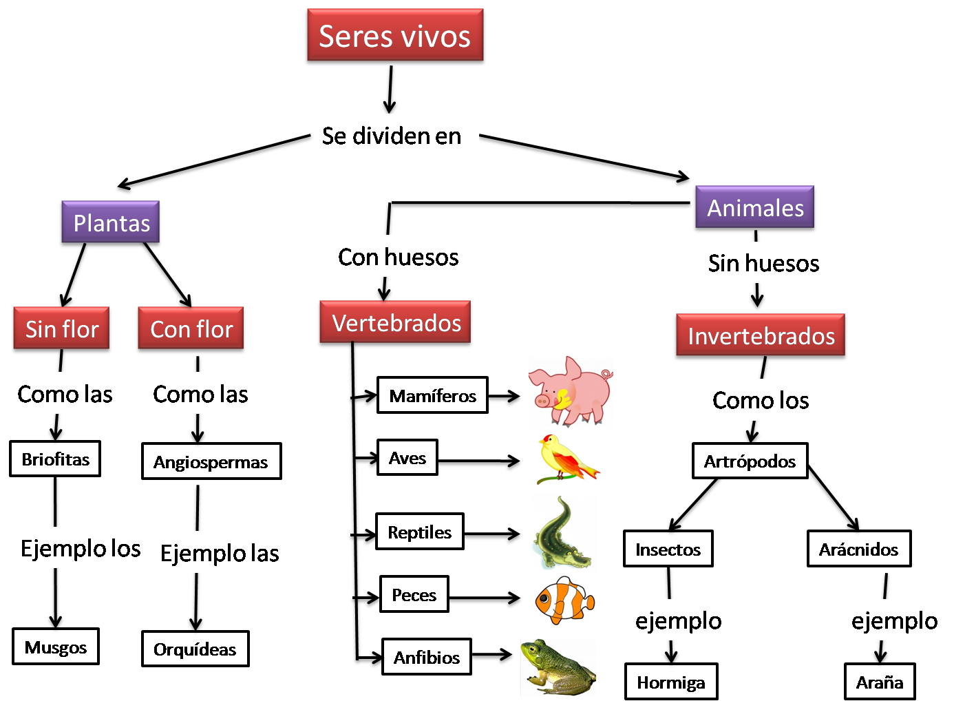 Las Células Mapa Conceptual Los Seres Vivos