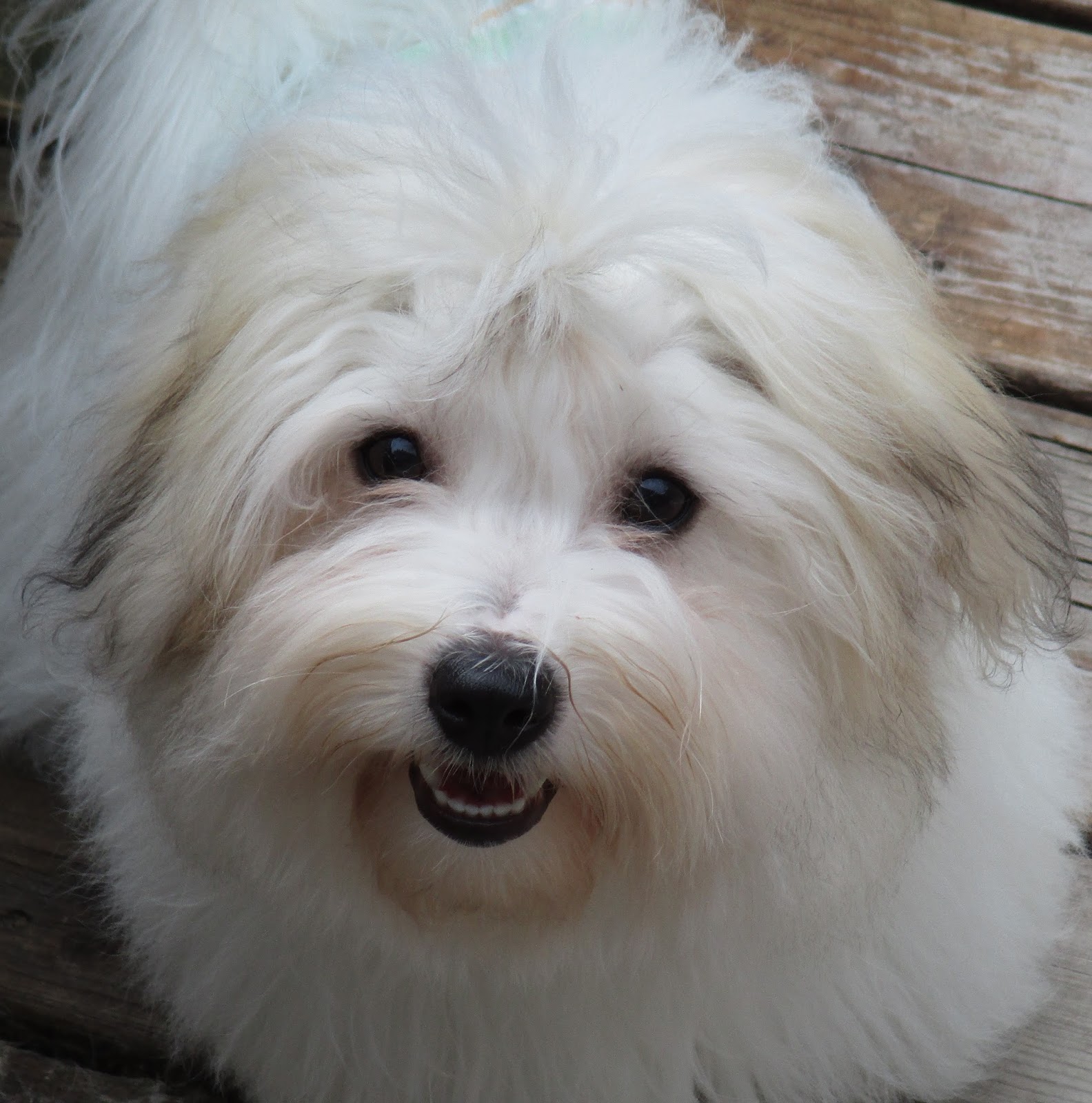 Payzac Coton de Tulear_ Breeder in Canada_ Coton de Tulear Puppies 2016