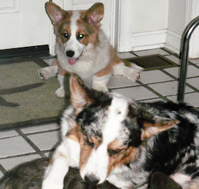 grangefield cardigans