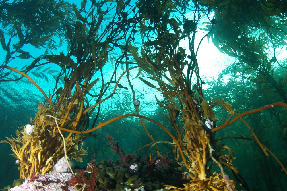 Самые большие водоросли. Дальневосточный морской заповедник ламинария. Макроцистис водоросли. Дальневосточный морской заповедник водоросли. Макроцистис пирифера.