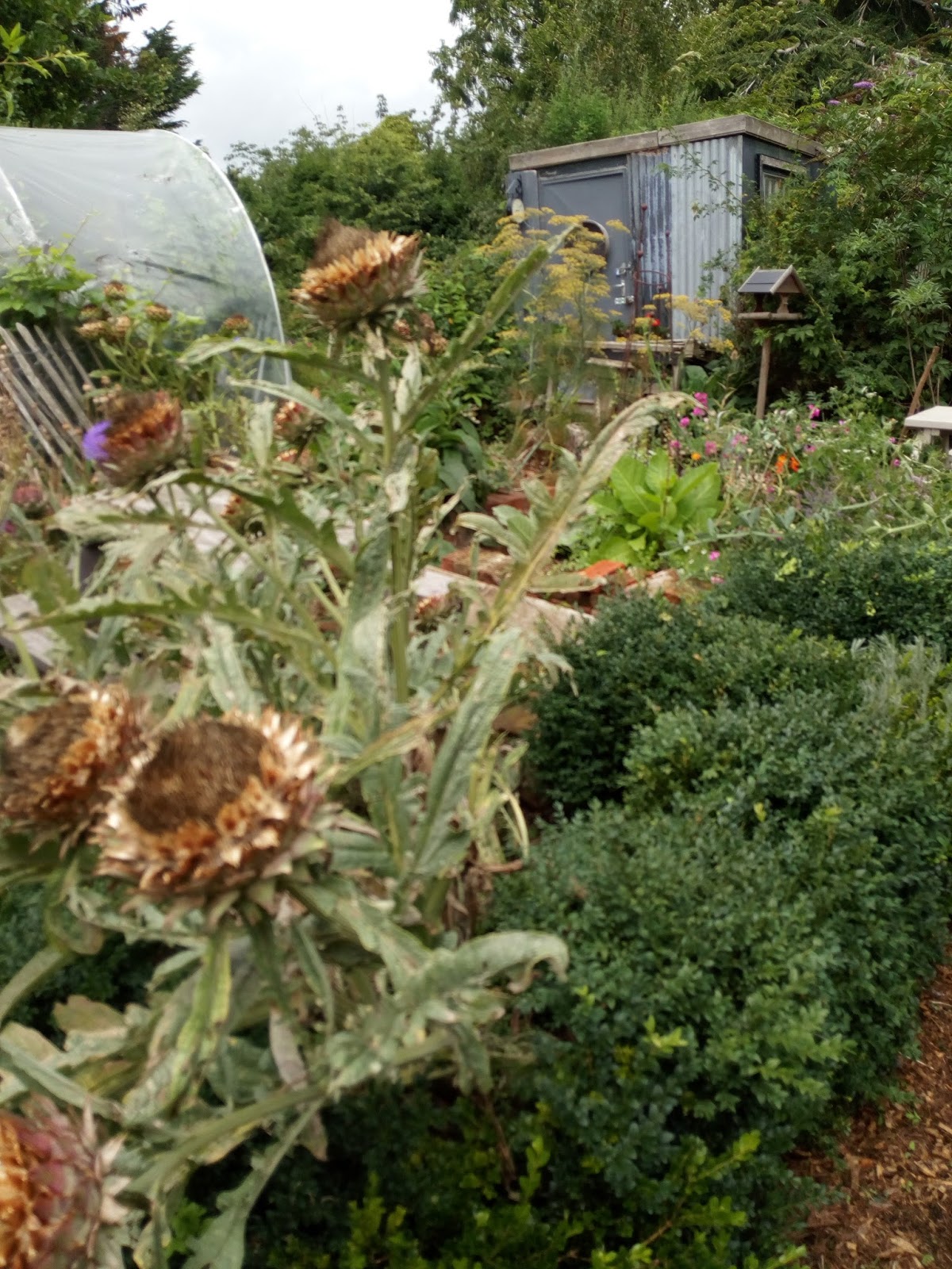 Wyldestone Cottage Buddleia The Butterfly Bush