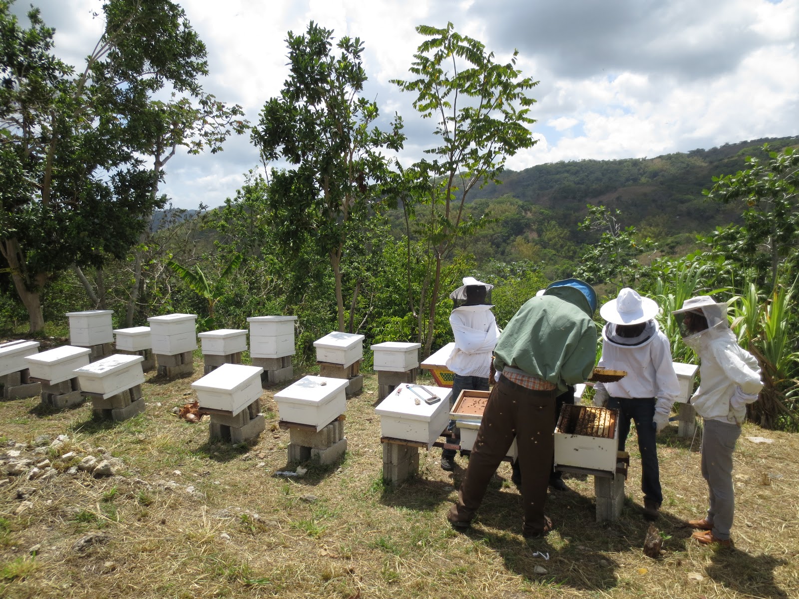 Brown's Downtown Bees Jamaica Beek