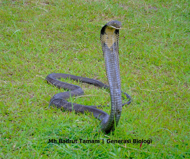 nama latin ular king kobra, nama ilmiah ular king kobra, klasifikasi ular king cobra, ciri ciri ular king kobra, king cobra