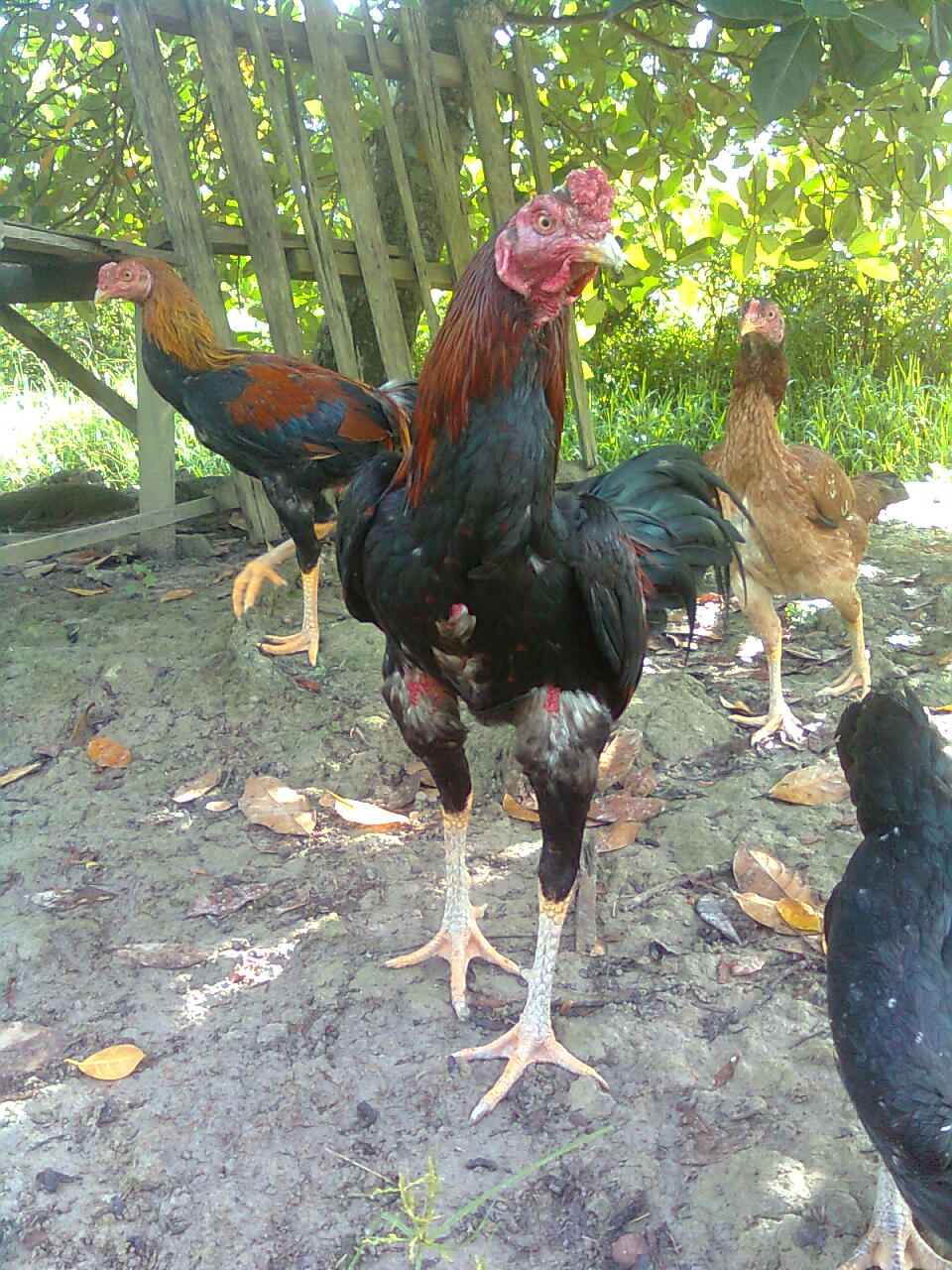 Perniagaan Ternakan Ayam Siam Sabung Kampung Gambar