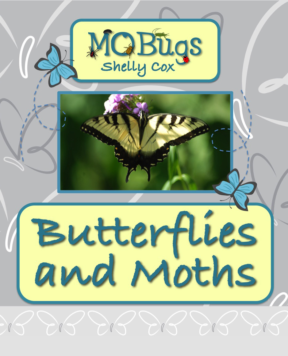 MObugs--Butterflies and Moths