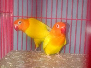 indukan lovebird ideal indukan lovebird, lovebird ideal, indukan lovebird ideal, indukan lovebird berkualitas, lovebird berkualitas