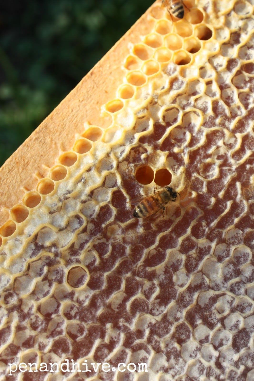 Pen & Hive How to Eat