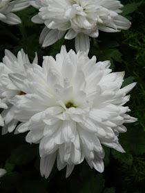 Allan Gardens Conservatory 2015 Chrysanthemum Show white decorative mums by garden muses-not another Toronto gardening blog