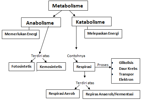 Perbedaan Anabolisme Dan Katabolisme Markijar Com<script async src=