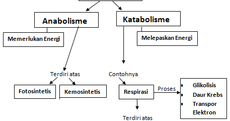 Perbedaan Anabolisme dan Katabolisme - MARKIJAR.Com