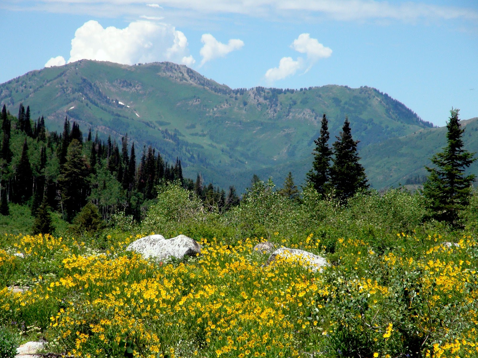 CAMP HOST Jobs Job Duties of a Camp Host