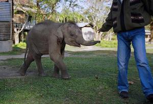 The Elephat Calf