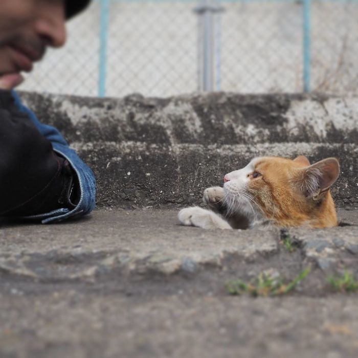 kucing lucu kucing lucu