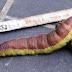 12センチの巨大イモムシ発見!オオシモフリスズメの幼虫か?