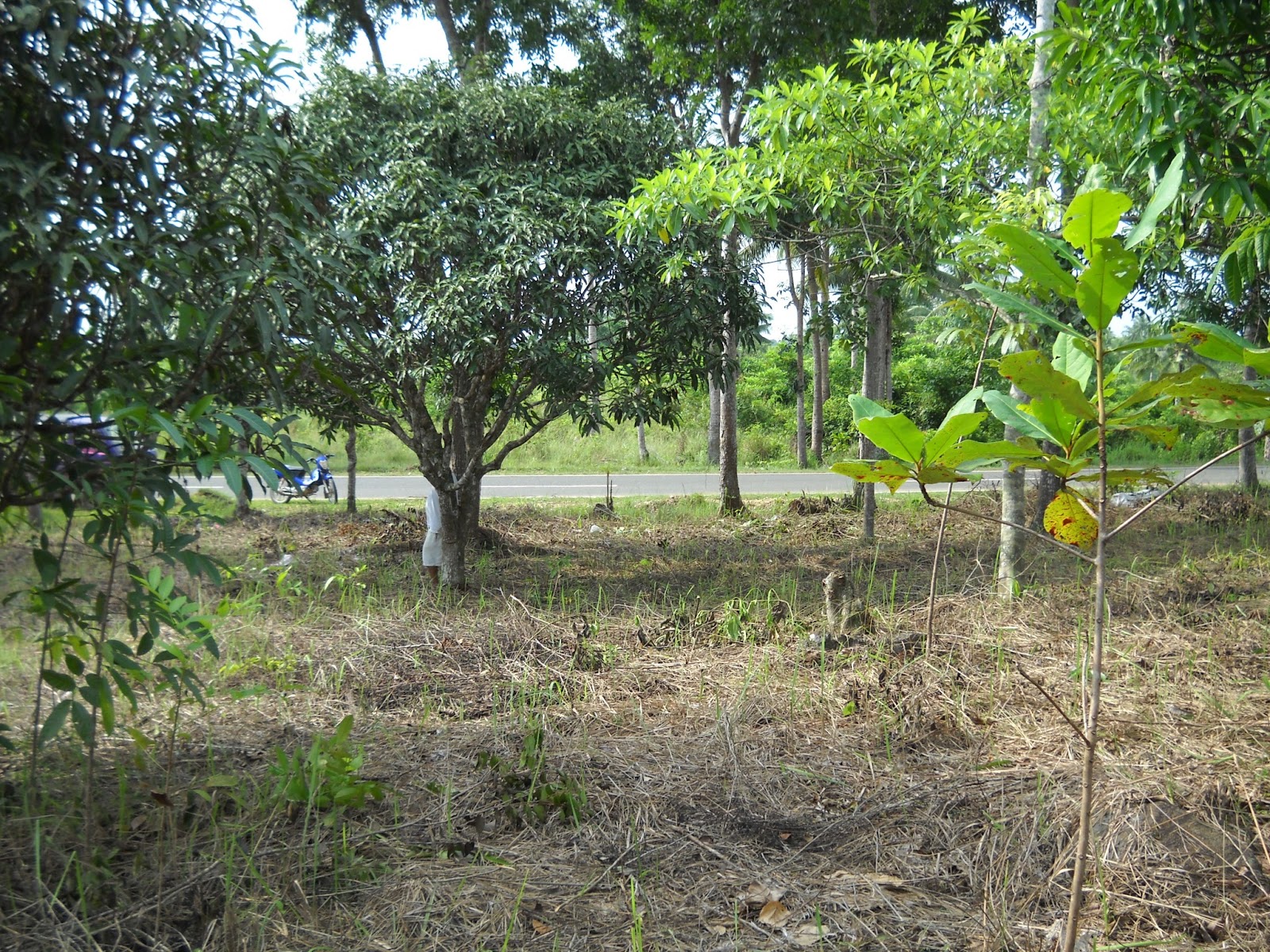 Guimaras Land for Sale