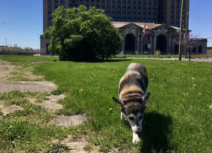 Dog Training In Maadi Dog Training In Maadi
