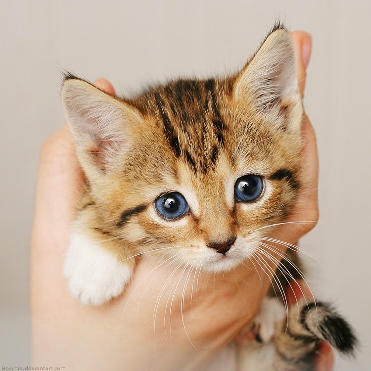 Cempluegk 150 Gambar Kucing Lucu Imut Anggora Persia Maine Termasuk