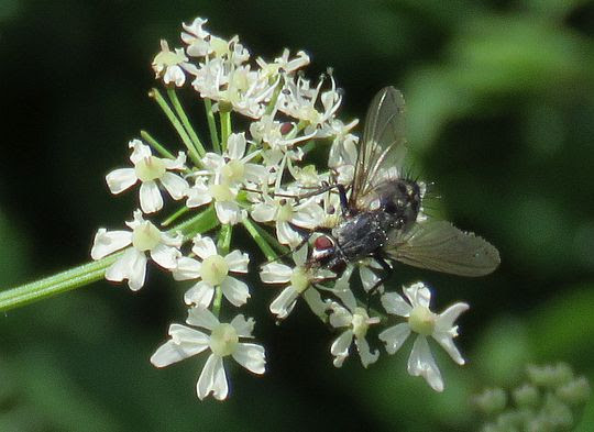 Mucha domowa (Musca domestica). Mucha domowa (Musca domestica).