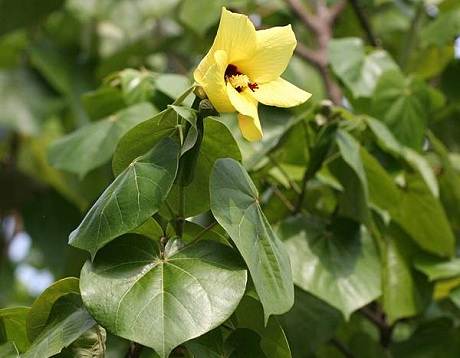 daun waru untuk obat bisul alami daun waru untuk obat bisul alami