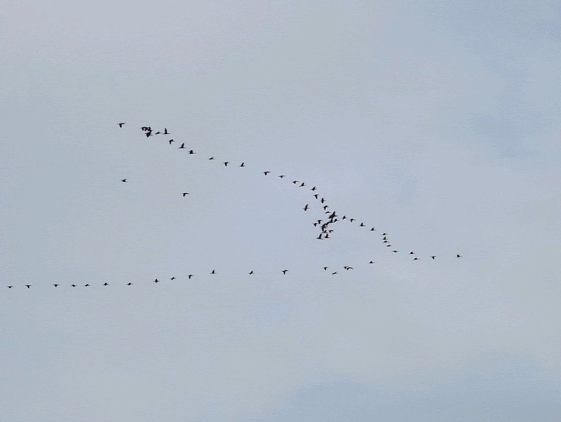 Bird migration. Pasari calatoare deasupra orasului Targu Mures.