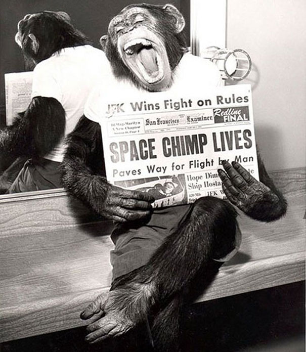 A space chimp posing to camera after a successful mission to space, 1961 A space chimp posing to camera after a successful mission to space, 1961