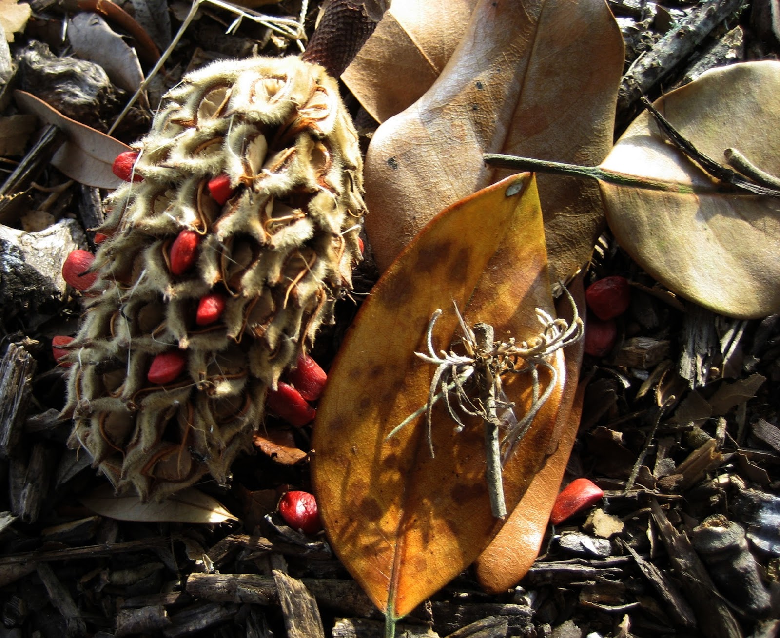 Living Rootless Opelousas Magnolia Fruit