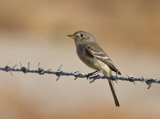 Gray Flycatcher Gray Flycatcher