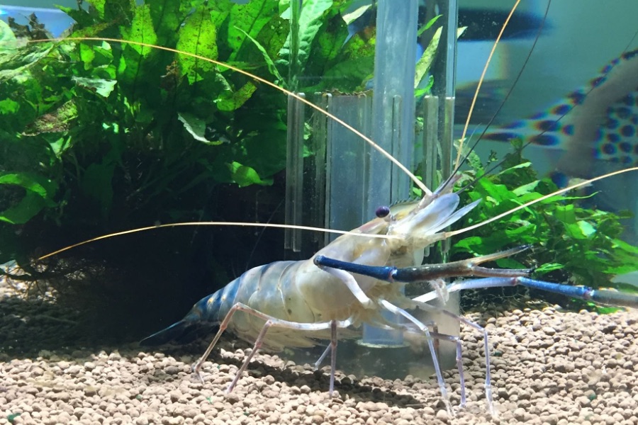 ニフレル