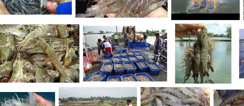 Teknik Budidaya Udang Vannamei Cepat Panen Hasil Melimpah