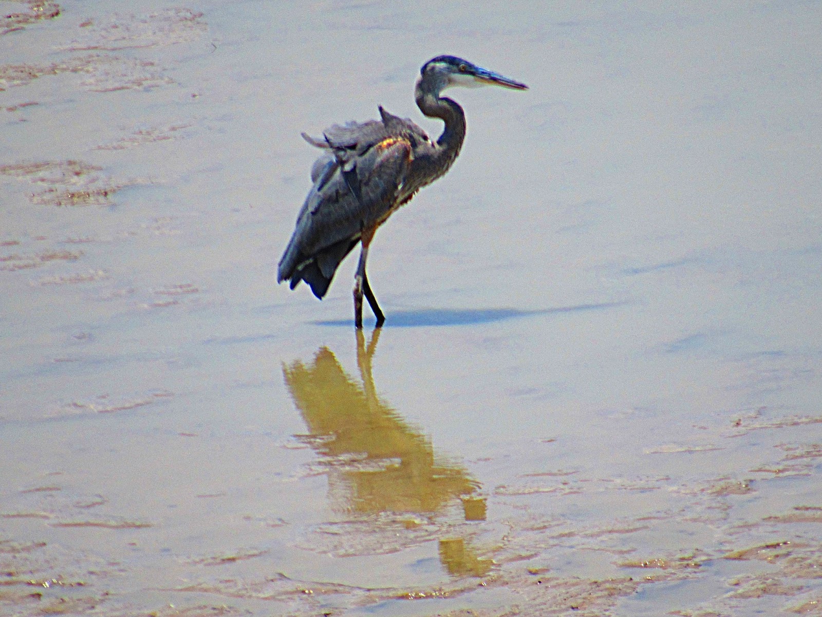 Like No Place On Earth Silt Run Birds