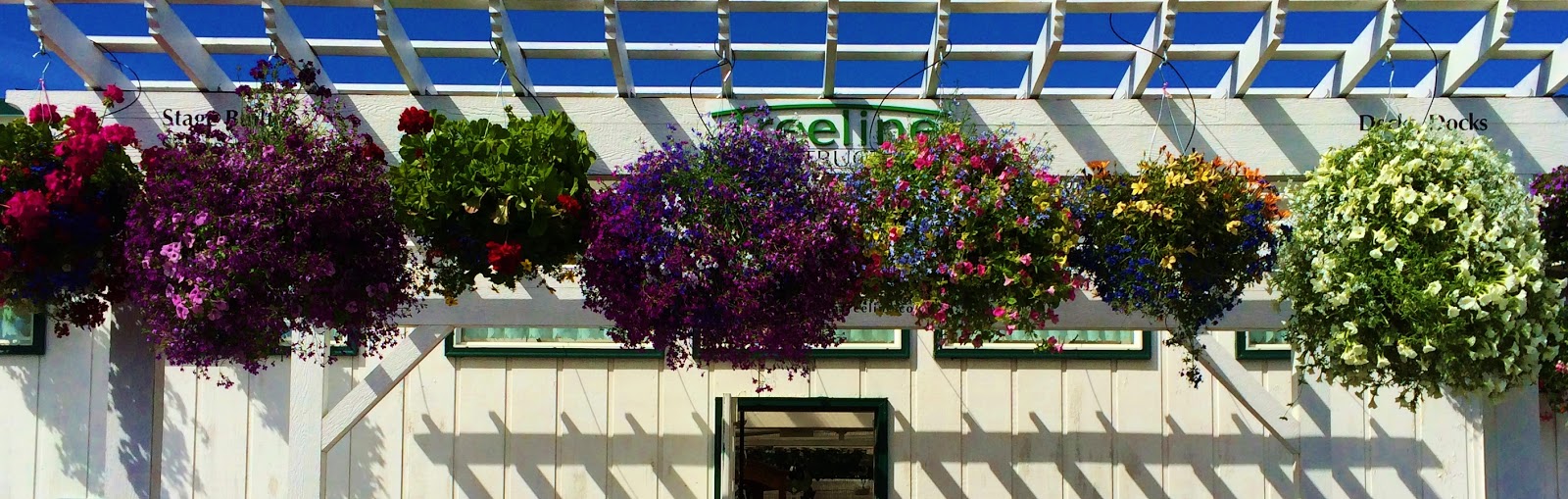Swallowed Fly Crusades Hanging Baskets in Anchorage