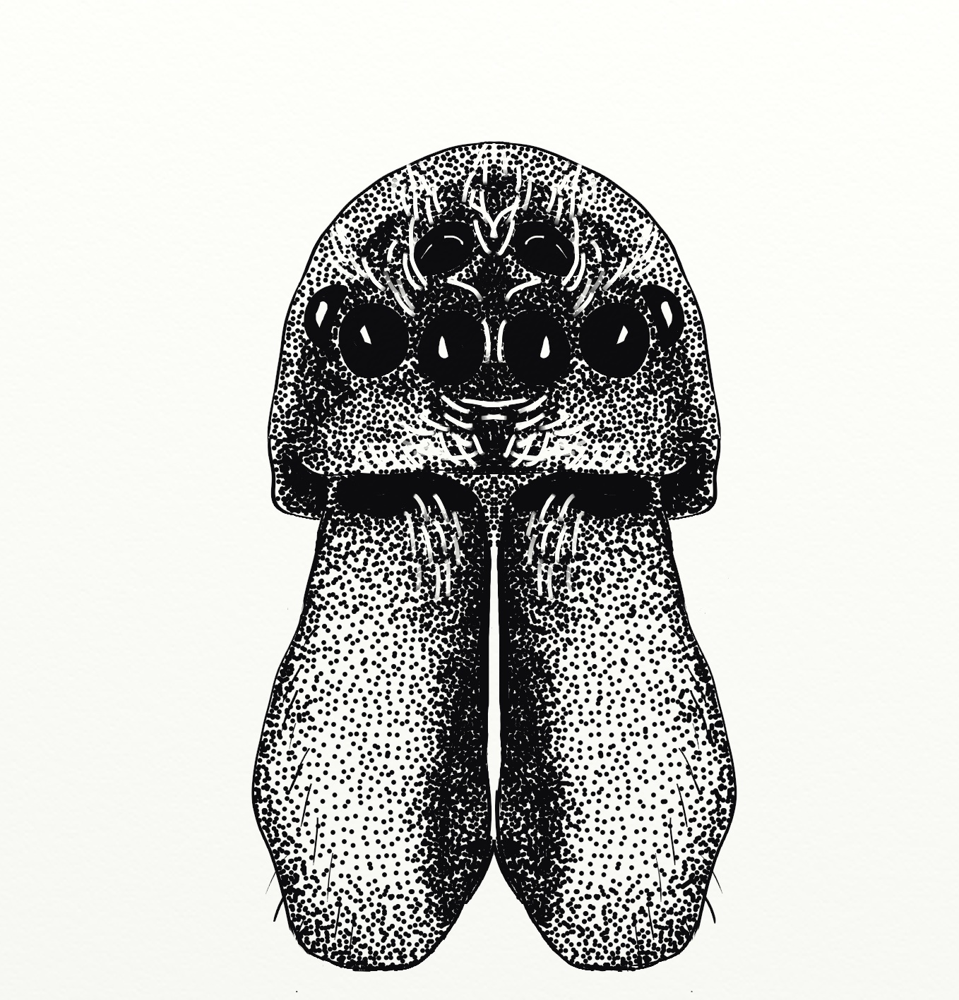 BugBlog Dictynidae mesh weavers