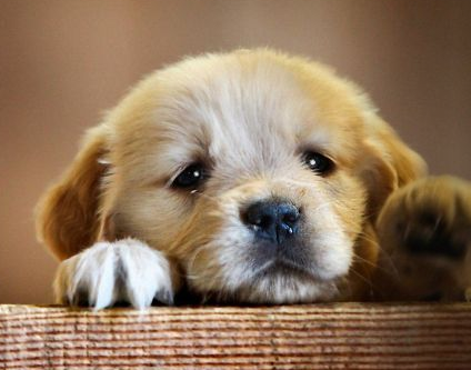 34+ Gambar anjing lucu imut terbaru