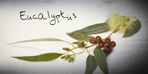 Herbal Medicine: Eucalyptus