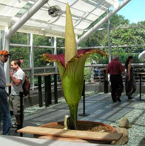 Bunga Bangkai Terbesar di Dunia (Amorphophallus titanium) Bunga Bangkai Terbesar di Dunia (Amorphophallus titanium)