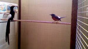 Burung Murai Batu - Toleransi Terhadap Indukan dan Kegiatan Mutlak Agar Burung Murai Batu Cepat Prosduksi - Penangkaran Burung Murai Batu Burung Murai Batu - Toleransi Terhadap Indukan dan Kegiatan Mutlak Agar Burung Murai Batu Cepat Prosduksi - Penangkaran Burung Murai Batu