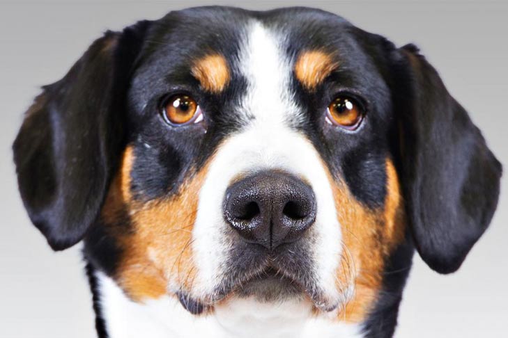Entlebucher Show Dog Entlebucher Show Dog