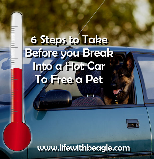 Life With Beagle 6 steps to take before you free a pet from a hot car