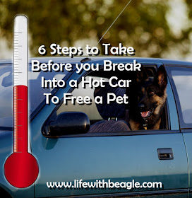 Don't break into a hot car to save a dog until you take these steps