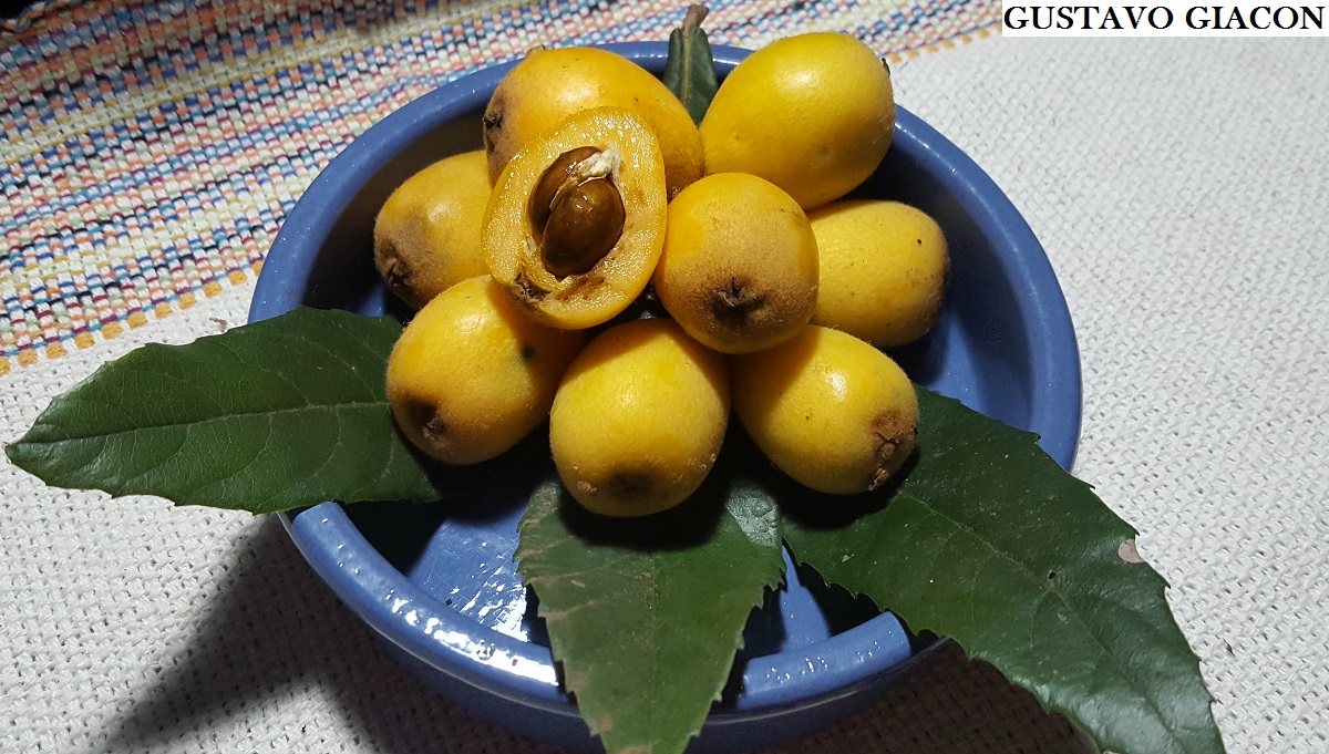 Stevita - O damasco, também conhecido como abricó, é uma fruta pequena e  arredondada, com casca e polpa amarelas, ligeiramente rosadas ou  alaranjadas. É uma fruta que pertence à mesma família do
