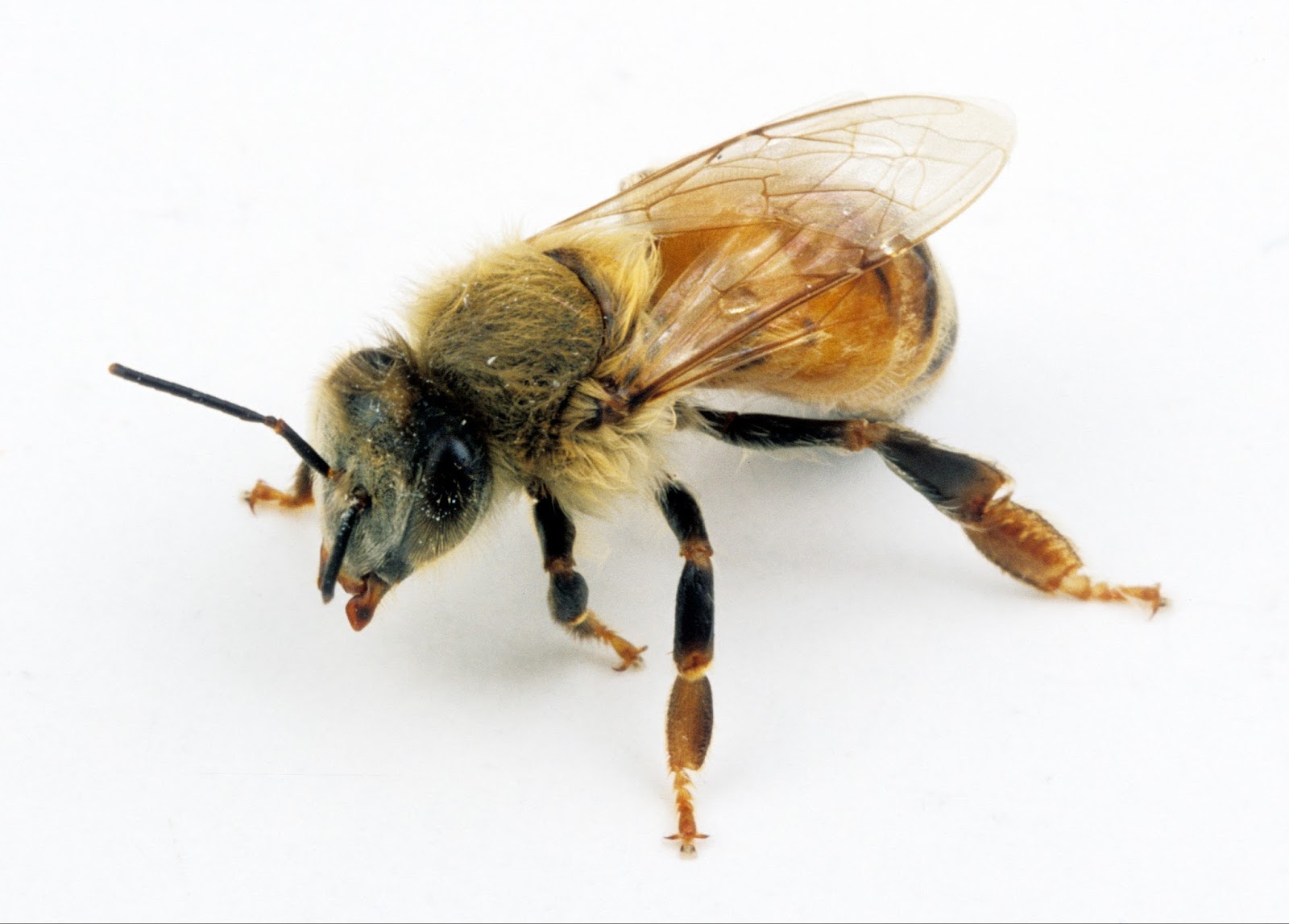 CORONA APICULTORES: ABEJA OBRERA